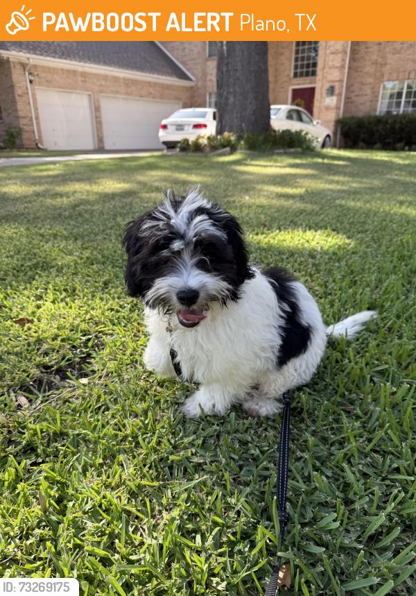 Found/Stray Unknown Dog last seen water oak and matilda, Plano, TX 75025