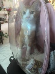 Lost Male Cat last seen Barbados Loop, Clermont, Fl, Clermont, FL 34711