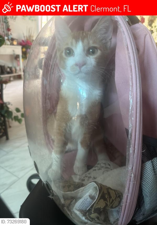 Lost Male Cat last seen Barbados Loop, Clermont, Fl, Clermont, FL 34711