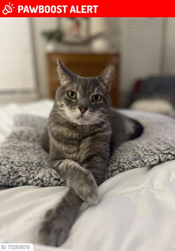 Lost Female Cat last seen Coralberry and Lady Slipper Lane, North Chesterfield, VA 23236
