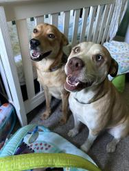 Reunited Male Dog last seen Clarkston highschool, Village of Clarkston, MI 48346