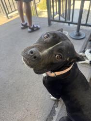 Found/Stray Female Dog last seen Oswell and Auburn, Bakersfield, CA 93306