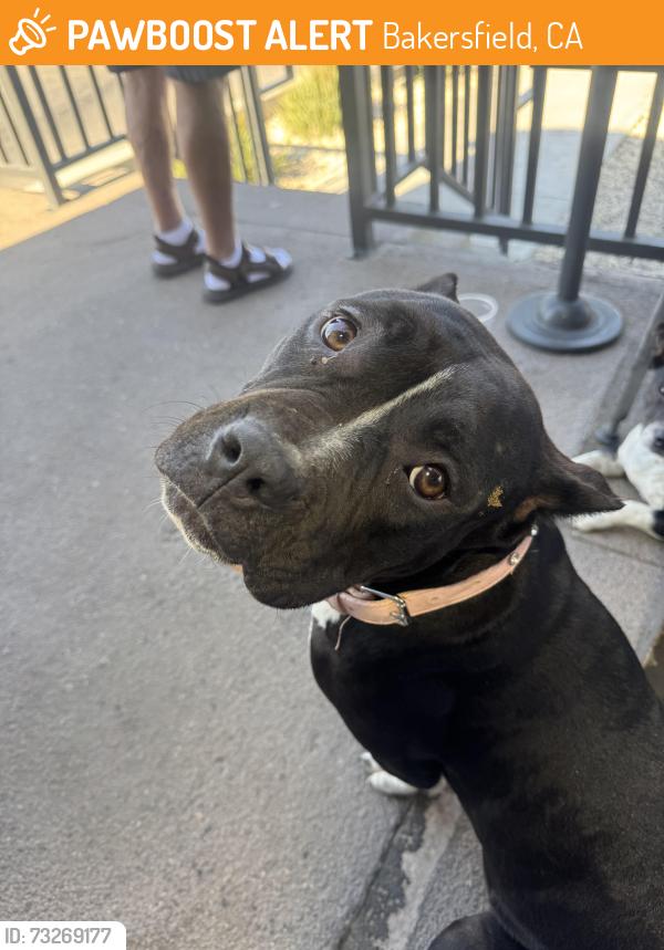 Found/Stray Female Dog last seen Oswell and Auburn, Bakersfield, CA 93306