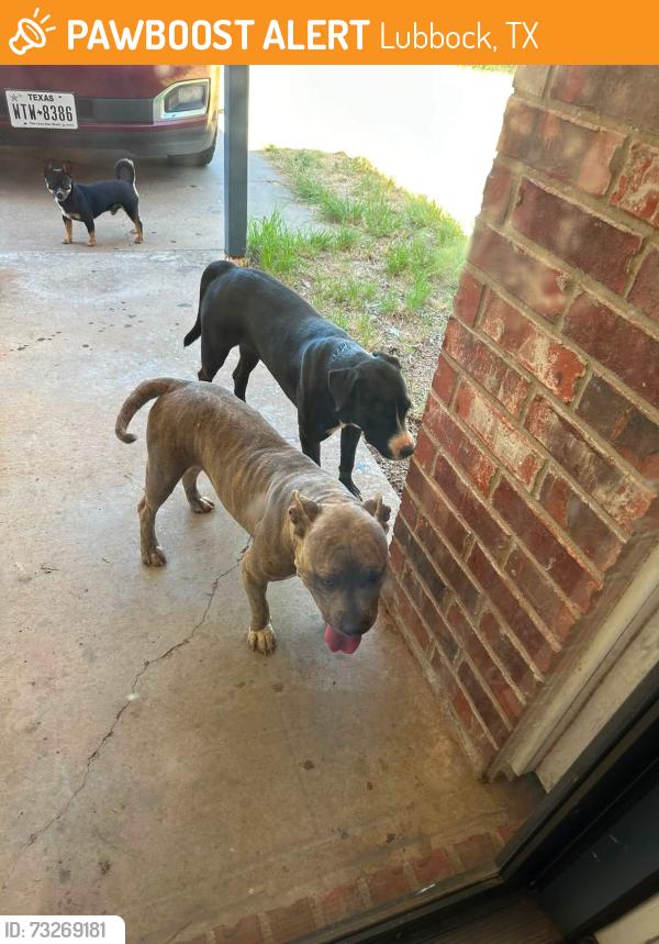 Found/Stray Unknown Dog last seen 82nd & University, Lubbock, TX 79423
