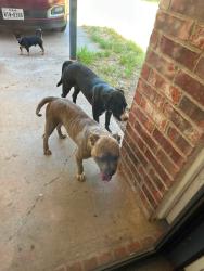 Found/Stray Unknown Dog last seen 82nd & University, Lubbock, TX 79423