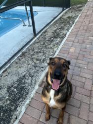 Found/Stray Female Dog last seen Bergeron Park in Davie on Nob Hill, Davie, FL 33324