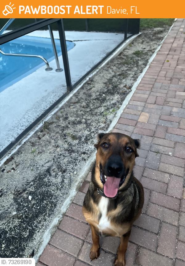 Found/Stray Female Dog last seen Bergeron Park in Davie on Nob Hill, Davie, FL 33324