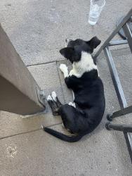 Found/Stray Male Dog last seen Oswell and Auburn, Bakersfield, CA 93306