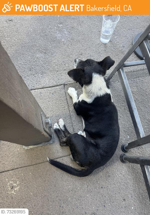 Found/Stray Male Dog last seen Oswell and Auburn, Bakersfield, CA 93306