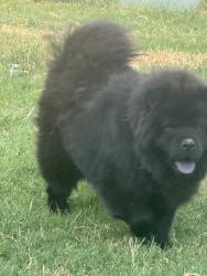 Found/Stray Male Dog last seen I-35, Oklahoma City, OK 73129