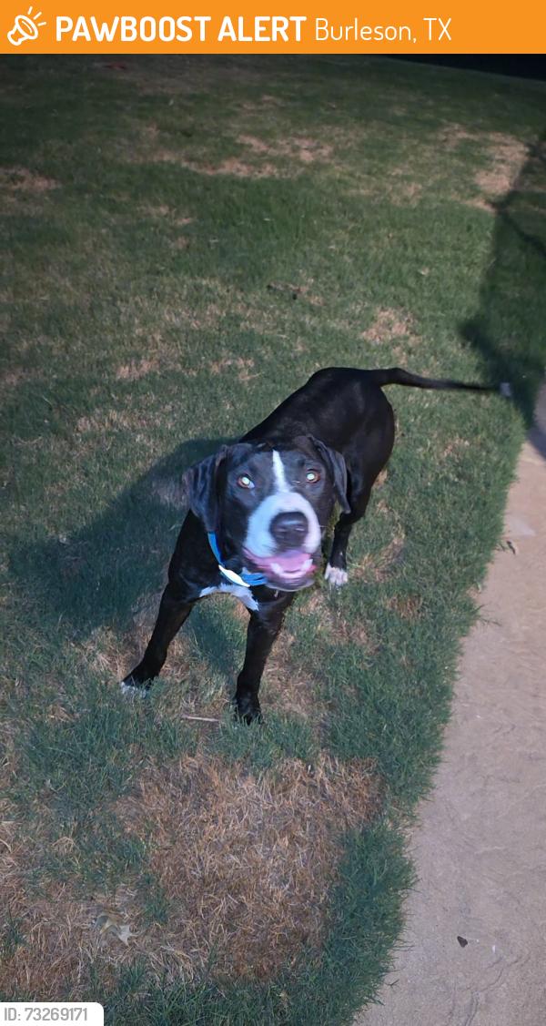 Found/Stray Male Dog last seen CR528 & Shadow Valley Dr, Burleson, TX 76028