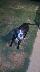 Found/Stray Male Dog last seen CR528 & Shadow Valley Dr, Burleson, TX 76028