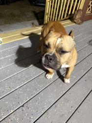 Lost Male Dog last seen Palm river s, Palm River-Clair Mel, FL 33619