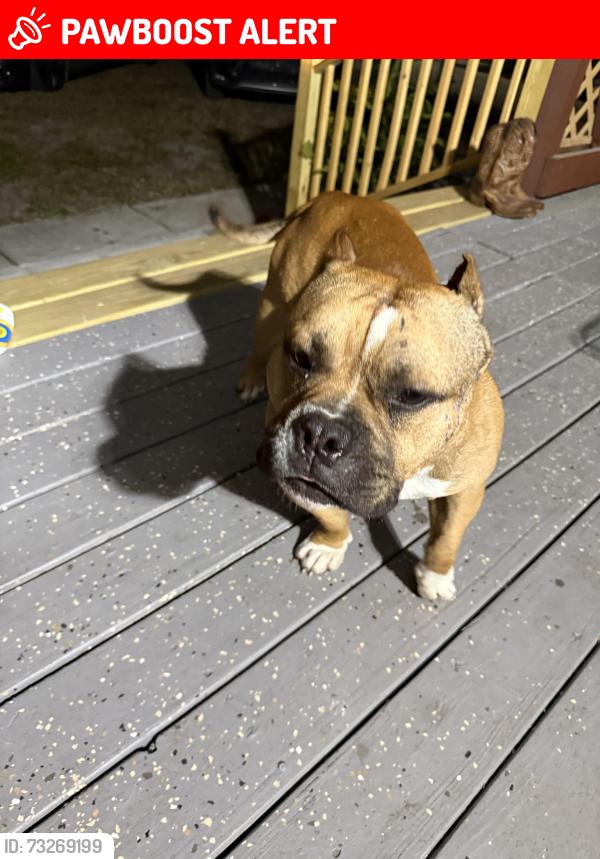 Lost Male Dog last seen Palm river s, Palm River-Clair Mel, FL 33619