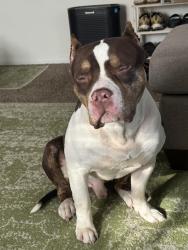 Lost Male Dog last seen 16th and Mitthoefer, Indianapolis, IN 46229