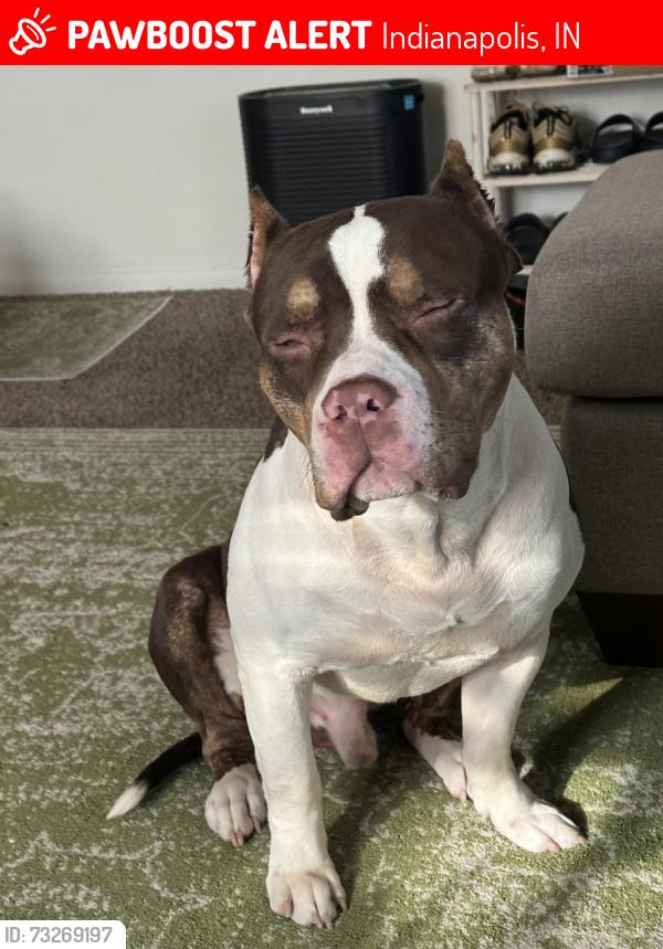 Lost Male Dog last seen 16th and Mitthoefer, Indianapolis, IN 46229