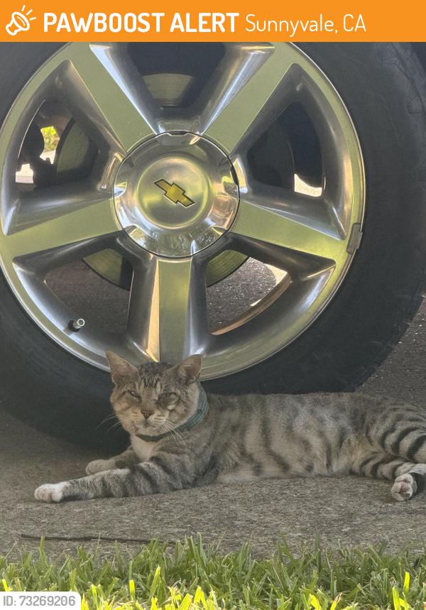 Found/Stray Unknown Cat last seen Old Gate & Brookeood Forest, Sunnyvale, CA 94087