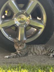 Found/Stray Unknown Cat last seen Old Gate & Brookeood Forest, Sunnyvale, CA 94087