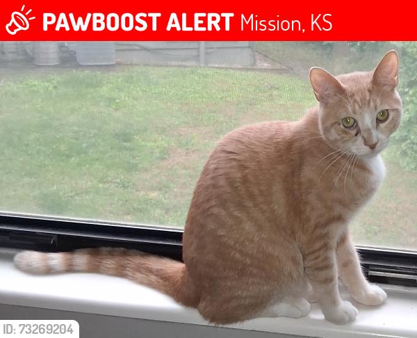Lost Male Cat last seen Foxridge, Att Building and Highway, Mission, KS 66202