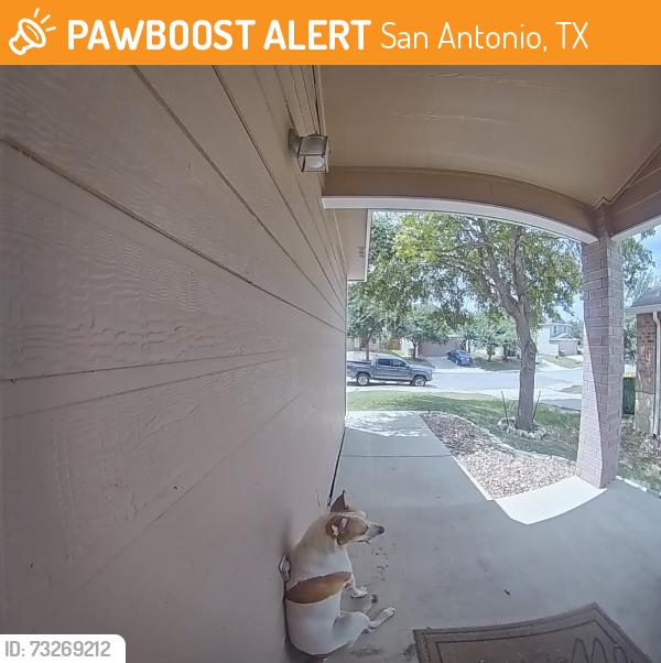Found/Stray Unknown Dog last seen Hillcrest neighborhood, San Antonio, TX 78245