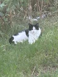 Found/Stray Unknown Cat last seen Waterside Drive, Macomb, MI 48044