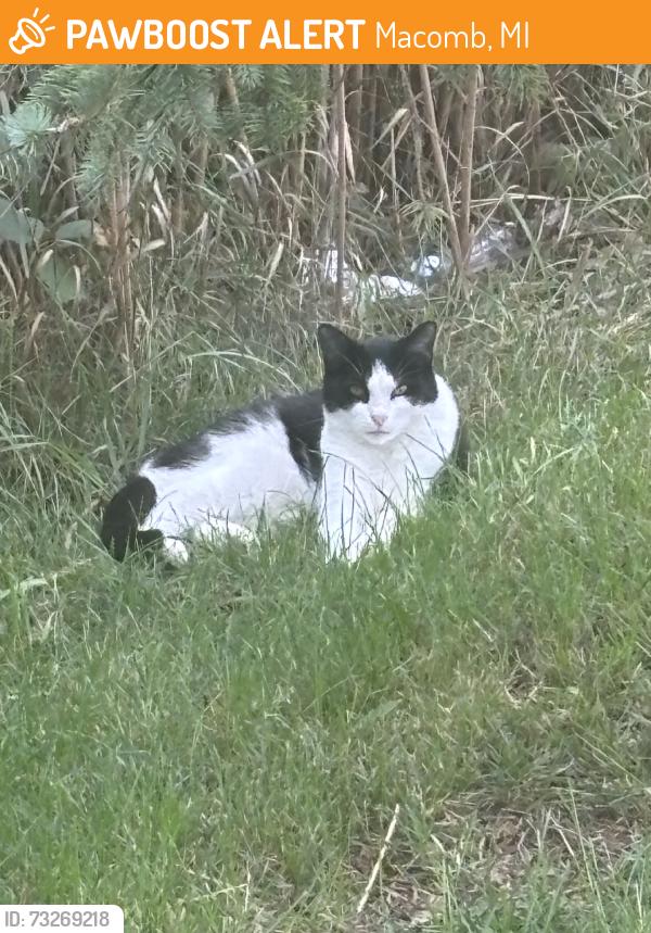 Found/Stray Unknown Cat last seen Waterside Drive, Macomb, MI 48044