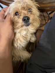 Lost Male Dog last seen Near mount airy ct crofton mf, Crofton, MD 21114