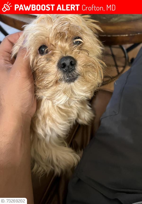 Lost Male Dog last seen Near mount airy ct crofton mf, Crofton, MD 21114