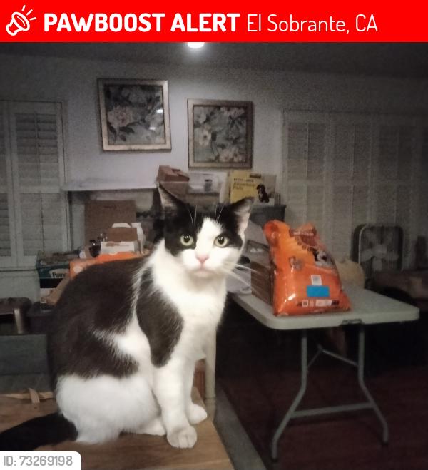 Lost Female Cat last seen Appian Way and Manor Rd, El Sobrante, CA 94803