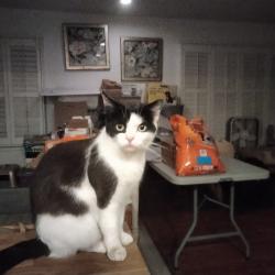 Lost Female Cat last seen Appian Way and Manor Rd, El Sobrante, CA 94803