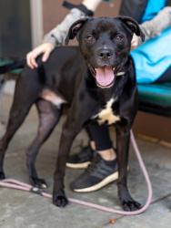 Shelter Stray Male Dog last seen Near Red Oak Dr Atlanta Georgia 30340, 30340, GA, 3280 Chamblee Dunwoody Rd, Chamblee, GA 30341, USA