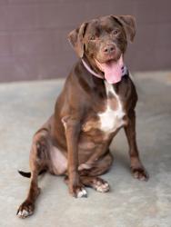 Shelter Stray Female Dog last seen Near Buford Hwy, Doraville, GA 30340, 30340, GA, 3280 Chamblee Dunwoody Rd, Chamblee, GA 30341, USA