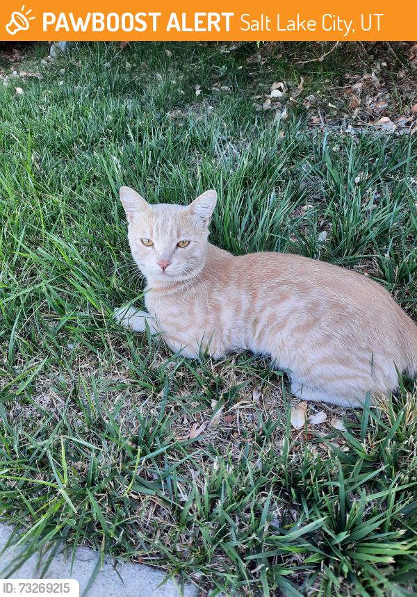 Found/Stray Male Cat last seen 11th Ave and Virginia street, Salt Lake City, UT 84103