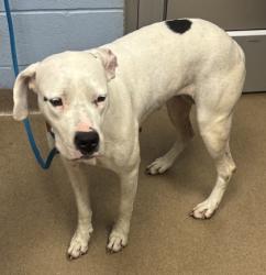 Shelter Stray Female Dog last seen Near Christopher Lane, 30058, GA, 3280 Chamblee Dunwoody Rd, Chamblee, GA 30341, USA