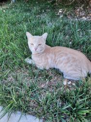 Found/Stray Male Cat last seen 11th Ave and Virginia street, Salt Lake City, UT 84103