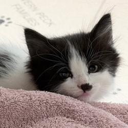 Shelter Stray Female Cat last seen S Syene Road, Madison 14, City of, WI, 5132 Voges Rd, Madison, WI 53718, USA
