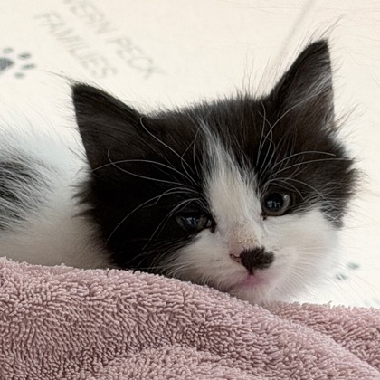 Shelter Stray Female Cat last seen S Syene Road, Madison 14, City of, WI, 5132 Voges Rd, Madison, WI 53718, USA