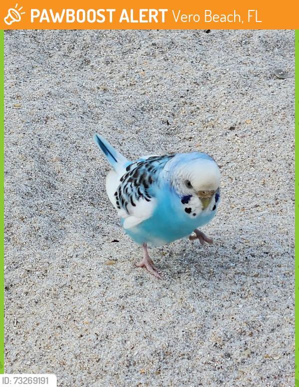 Found/Stray Female Bird last seen Ocean Drive and Causeway Blvd, Vero Beach, FL 32963
