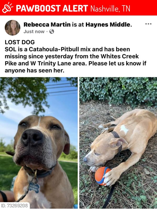 Lost Female Dog last seen W Trinity Lane, Nashville, TN 37207