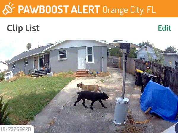 Found/Stray Unknown Dog last seen Dixon, Orange City, FL 32763
