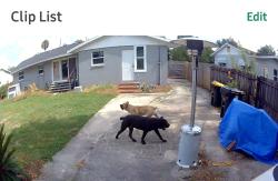 Found/Stray Unknown Dog last seen Dixon, Orange City, FL 32763