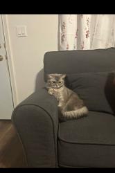 Lost Female Cat last seen Lámparas y eleonor, Sacramento, CA 95815