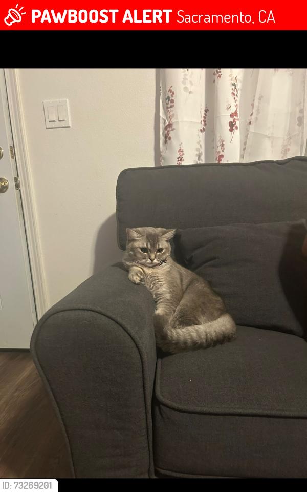 Lost Female Cat last seen Lámparas y eleonor, Sacramento, CA 95815