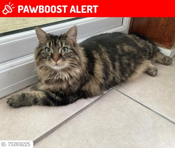 Lost Female Cat last seen Greenway, crossway, pinner, Greater London, England 