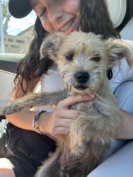 Found/Stray Male Dog last seen Near 340 M.L.K. Jr. St, Carson, CA 90746, Carson, CA 90746