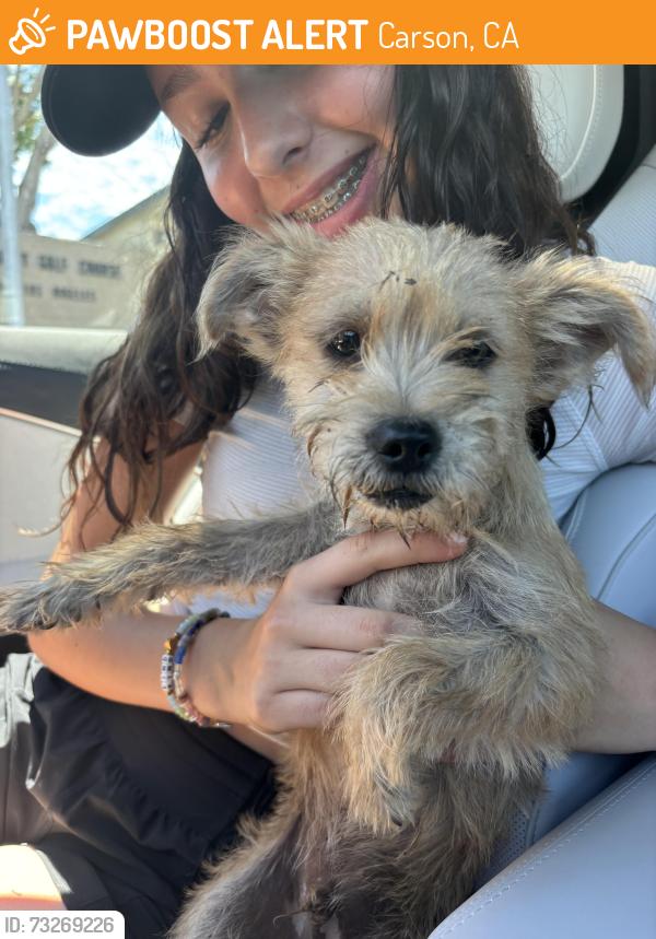 Found/Stray Male Dog last seen Near 340 M.L.K. Jr. St, Carson, CA 90746, Carson, CA 90746