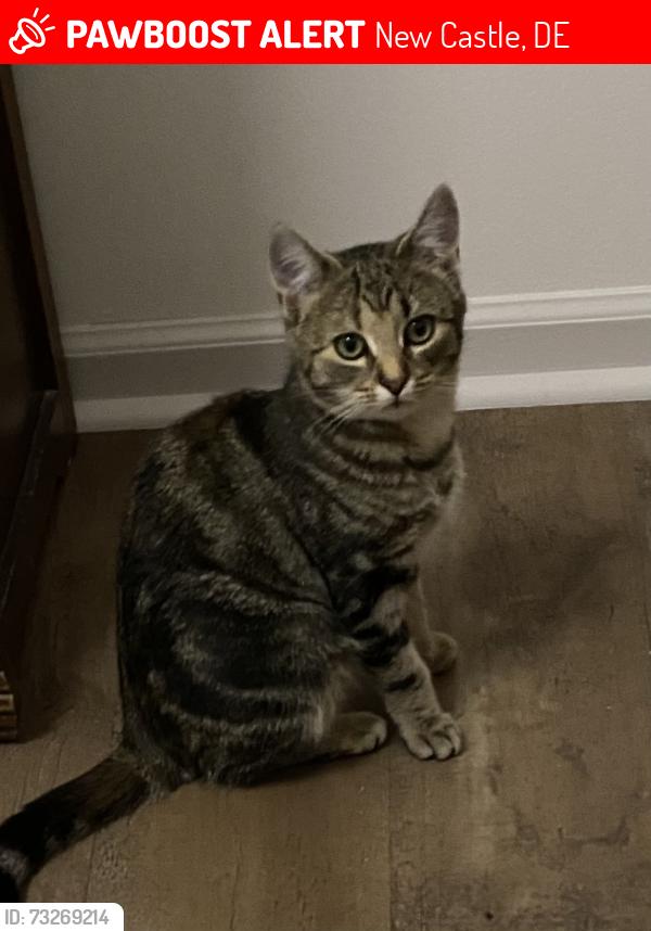 Lost Female Cat last seen Allegretto rd, New Castle, DE 19720