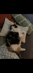 Lost Female Cat last seen Goldcrest community, Olympia, WA 98502