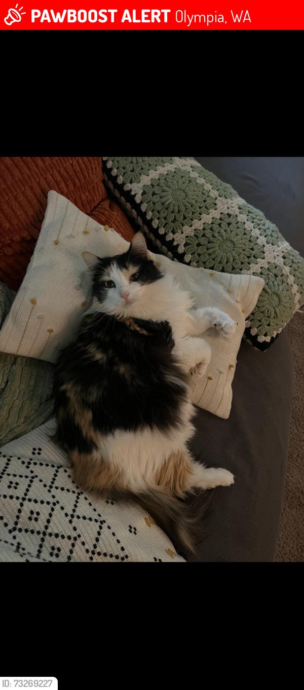 Lost Female Cat last seen Goldcrest community, Olympia, WA 98502
