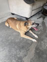 Reunited Male Dog last seen NW 67th Ave & NW 61st Ln, Ocala, FL 34482